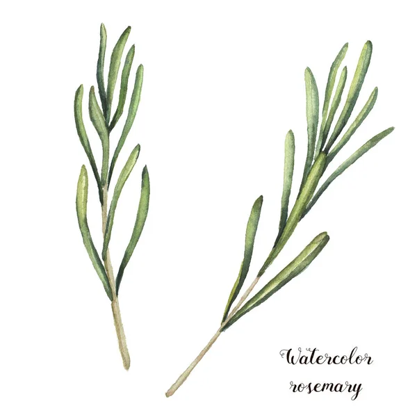 Watercolor rosemary. Hand painted rosemary branch isolated on white background. Floral botanical clip art for design or print. — Stock Photo, Image