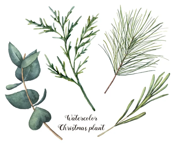 Watercolor Christmas plant. Hand painted rosemary, eucalyptus, cedar and fir branches isolated on white background. Floral botanical clip art for design or print. Holiday illustration — Stock Photo, Image