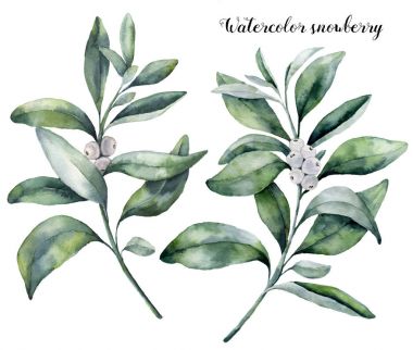 Suluboya snowberry küme. El boyalı snowberry şube izole beyaz arka plan üzerinde beyaz berry ile. Noel botanik küçük resim tasarım veya yazdırın. Tatil tesisi.
