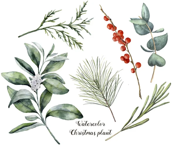 Aquarel kerst plant en bessen. Handgeschilderde rozemarijn, eucalyptus, ceder, Sneeuwbes en Spar takken geïsoleerd op een witte achtergrond. Floral botanische illustraties voor ontwerp of print. — Stockfoto
