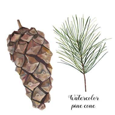 Suluboya çam koni küme. El boyalı çam dalı beyaz arka plan üzerinde izole koni ile. Botanik küçük resim tasarım veya baskı için. Tatil tesisi.