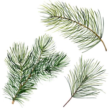 Sulu Boya Noel ağacı dalı. El çiçek geleneksel dekor beyaz arka plan üzerinde izole boyalı. Tatil Yazdır.