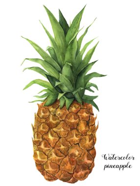 Suluboya ananas. Beyaz arka planda yaprakları olan el yapımı tropikal meyveler. Tasarım veya baskı için gıda botanik illüstrasyonu.