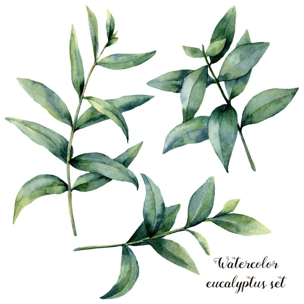 Ensemble de branches d'eucalyptus aquarelle. Feuilles exotiques peintes à la main isolées sur fond blanc. Illustration florale botanique. Pour la conception ou l'impression . — Photo