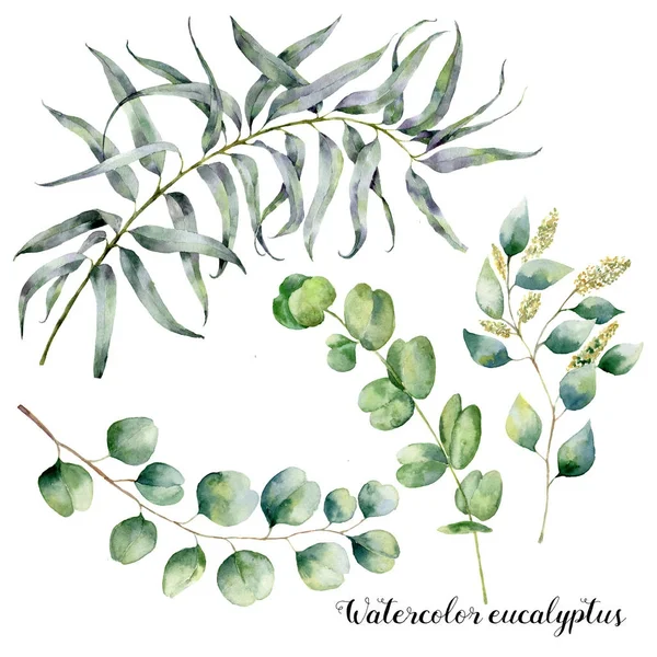 Watercolor set with eucalyptus branch. Hand painted floral illustration with leaves and branches of seeded and silver dollar eucalyptus isolatedon white background. For design, print and fabric — Stock Photo, Image