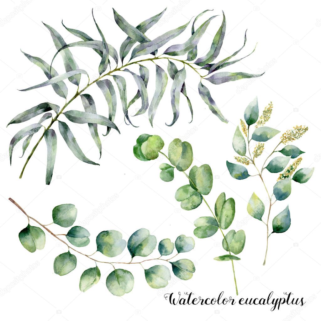 Watercolor set with eucalyptus branch. Hand painted floral illustration with leaves and branches of seeded and silver dollar eucalyptus isolatedon white background. For design, print and fabric
