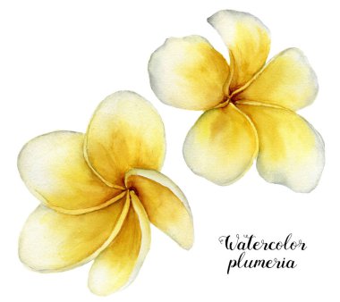 Suluboya plumeria küme. El beyaz arka plan üzerinde izole tropikal çiçek boyalı. Frangipani. Tasarım veya arka plan için. Çiçek şekil