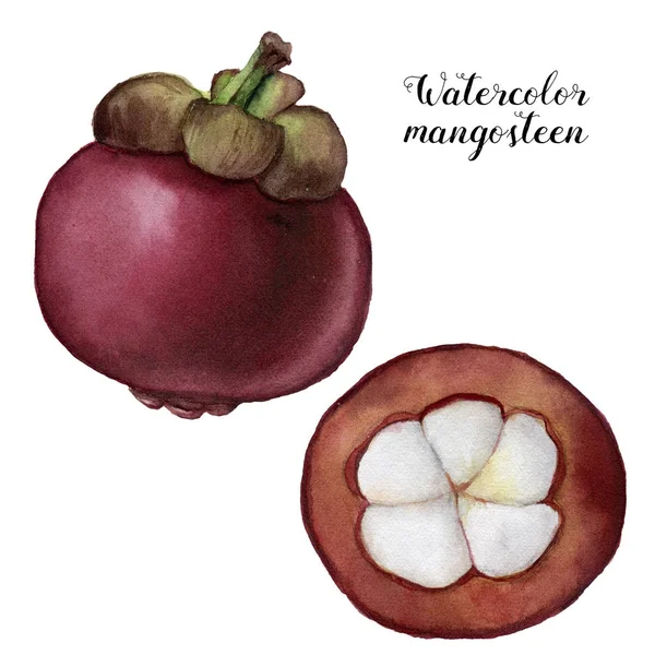 Zestaw akwarela mangostan. Ręcznie malowane na białym tle owoce tropikalne. Roślina Garcinia. Dla projektu lub tła. Ilustracja jedzenie — Zdjęcie stockowe