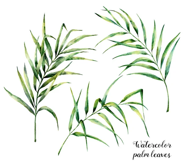 水彩棕榈树叶设置。手绘植物插图与棕榈树枝孤立的白色背景。设计或印刷的异国情调的树叶 — 图库照片