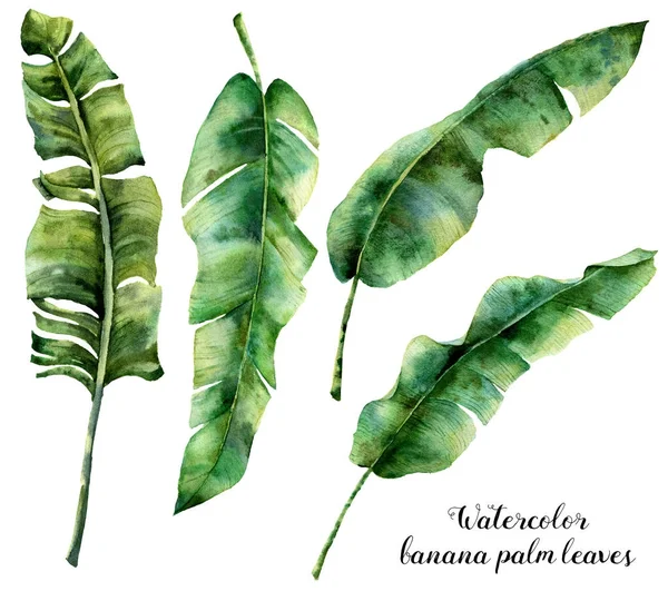 Aquarel banaan palm laat instellen. Hand geschilderd botanische illustratie met palm takken geïsoleerd op een witte achtergrond. Bladeren van de exotische voor ontwerp of print — Stockfoto