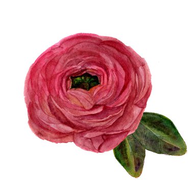 Suluboya Düğünçiçeği çiçek yaprakları ile. El beyaz arka plan ile çiçek resimde çekilmiş. Botanik gösterim amacıyla tasarım, tekstil, arka plan.