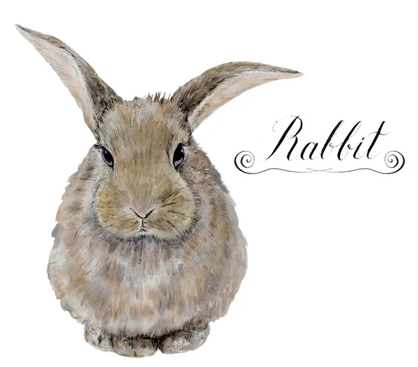 Watercolor rabbit. Cute realistic illustration for kids design, easter design or prints — Stock Photo, Image
