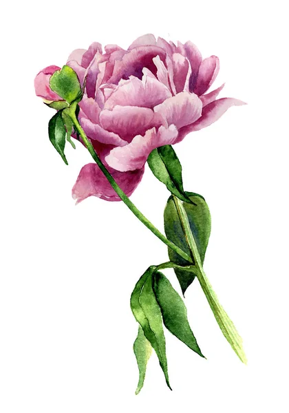 Akvarelu Pivoňka květ. Ročník květinové ilustrace izolované na bílém pozadí. Ručně kreslenou Botanická ilustrace pro design, pozadí, tisky nebo karta — Stock fotografie