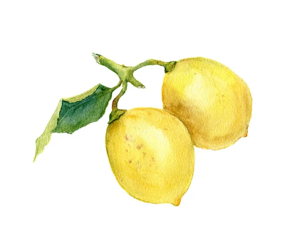 Due limoni. Illustrazione botanica acquerello — Foto Stock