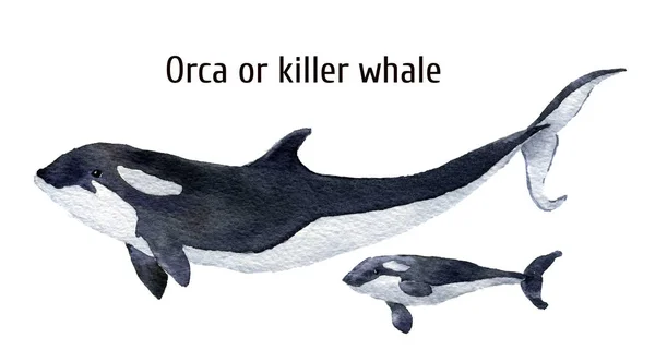 Aquarell Orca Wal. Killerwal isoliert auf weißem Hintergrund. für Design, Drucke, Hintergrund, T-Shirt — Stockfoto