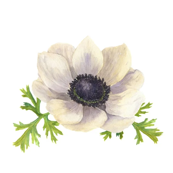 Květinový akvarel Sasanka s listy. Ručně tažené květinové ilustrace s bílým pozadím. Botanická ilustrace — Stock fotografie