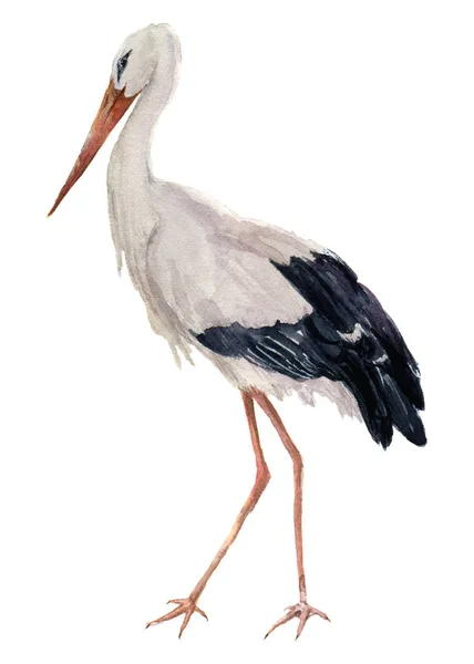 Cigogne aquarelle blanche. Illustration d'oiseau de Ciconia isolé sur fond blanc. Pour la conception, les impressions ou le fond — Photo