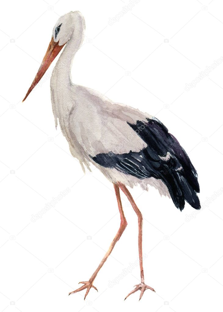 Watercolor white stork. Ciconia bird illustration isolated on white background. For design, prints or background