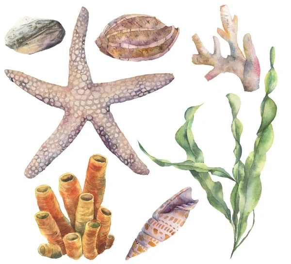 Акварель под водой. Ручная покрашенная ламинария, кораллы, морские звезды, галька и ракушки изолированы на белом фоне. Водная иллюстрация для дизайна, печати или фона . — стоковое фото