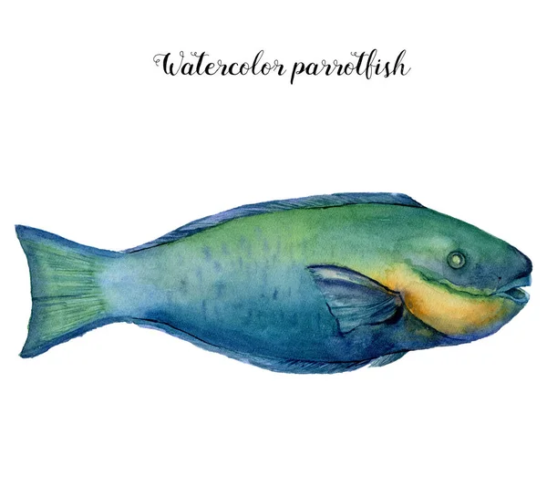水彩ブダイ。手描きの水生動物の隔離された白い背景。デザイン、印刷の熱帯魚や背景と水中図. — ストック写真