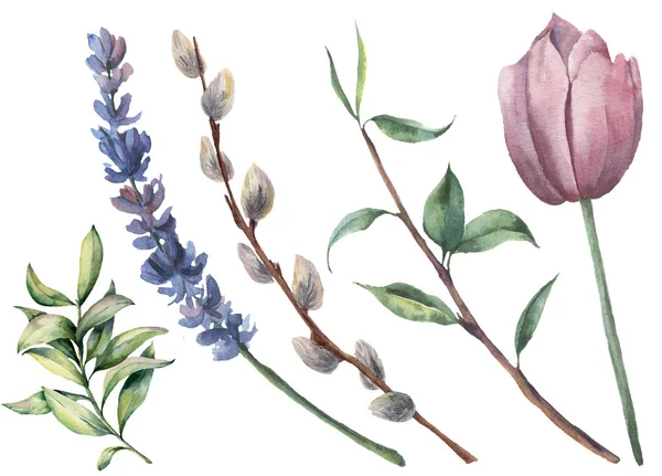 Aquarell Frühlingsblumensatz vorhanden. Hand bemalte Tulpe, Zweig mit Blättern, Lavendelblüte, Weide und Grün isoliert auf weißem Hintergrund. Botanische Illustration für Design oder Hintergrund. — Stockfoto