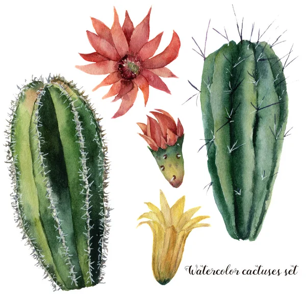 Conjunto de cactus y flores acuarela. Cereales pintados a mano con flor roja y amarilla aislada sobre fondo blanco. Ilustración para diseño, impresión, tela o fondo . — Foto de Stock