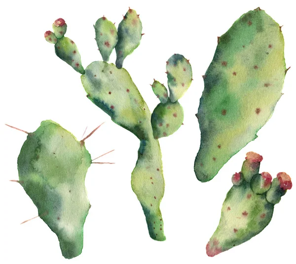 Watercolor cactus set with flowers. Hand painted opuntia isolated on white background. Illustration for design, print, fabric or background. — Stock Photo, Image