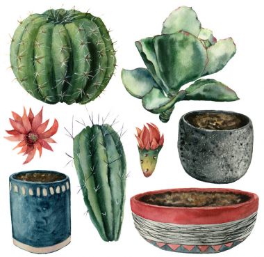 Suluboya kaktüsler, çiçekler, set pot. Beyaz arka plan üzerinde izole kırmızı ve Sarı çiçekli cereus, echeveria ve echinocactus grusonii el boyalı. Gösterim amacıyla tasarım, kumaş veya arka plan.