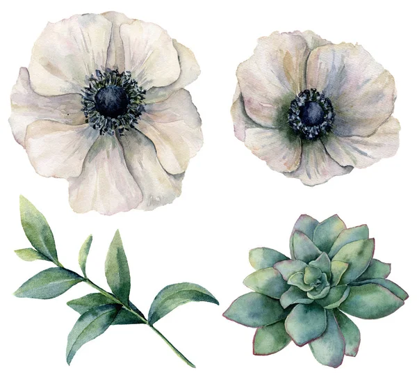 Watercolor white anemone and green succulent set. Hand painted flowers with eucalyptus leaves isolated on white background. Natural illustration for design, print, fabric or background. — Stock Photo, Image