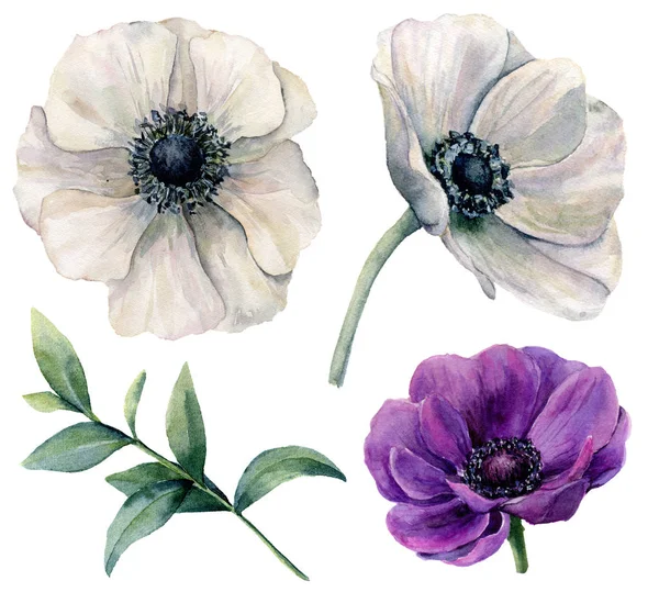 Sada akvarel Sasanka bílé a fialové. Ručně malované květiny s listy eukalyptu izolovaných na bílém pozadí. Přírodní ilustrace pro design, tisk, textilie nebo pozadí. — Stock fotografie