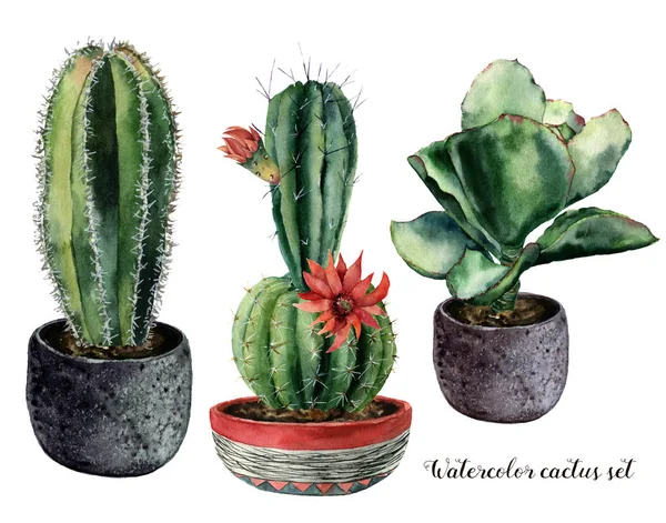 수채화 선인장과 꽃 냄비 구성에서 설정. 핸드 페인트 cereus 및 echeveria 흰색 배경에 고립 된 빨간 꽃. 디자인, 인쇄에 대 한 그림, 직물 또는 배경. — 스톡 사진