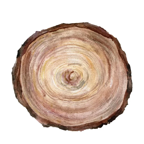 Coupe transversale aquarelle d'un arbre. Arbre peint à la main isolé sur fond blanc. Illustration florale naturelle pour design, impression, tissu ou fond . — Photo
