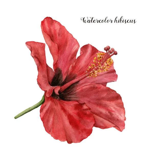 Acuarela hibisco. Ilustración floral exótica pintada a mano con flor roja aislada sobre fondo blanco. Flor tropical para diseño, impresión, tela o fondo . —  Fotos de Stock