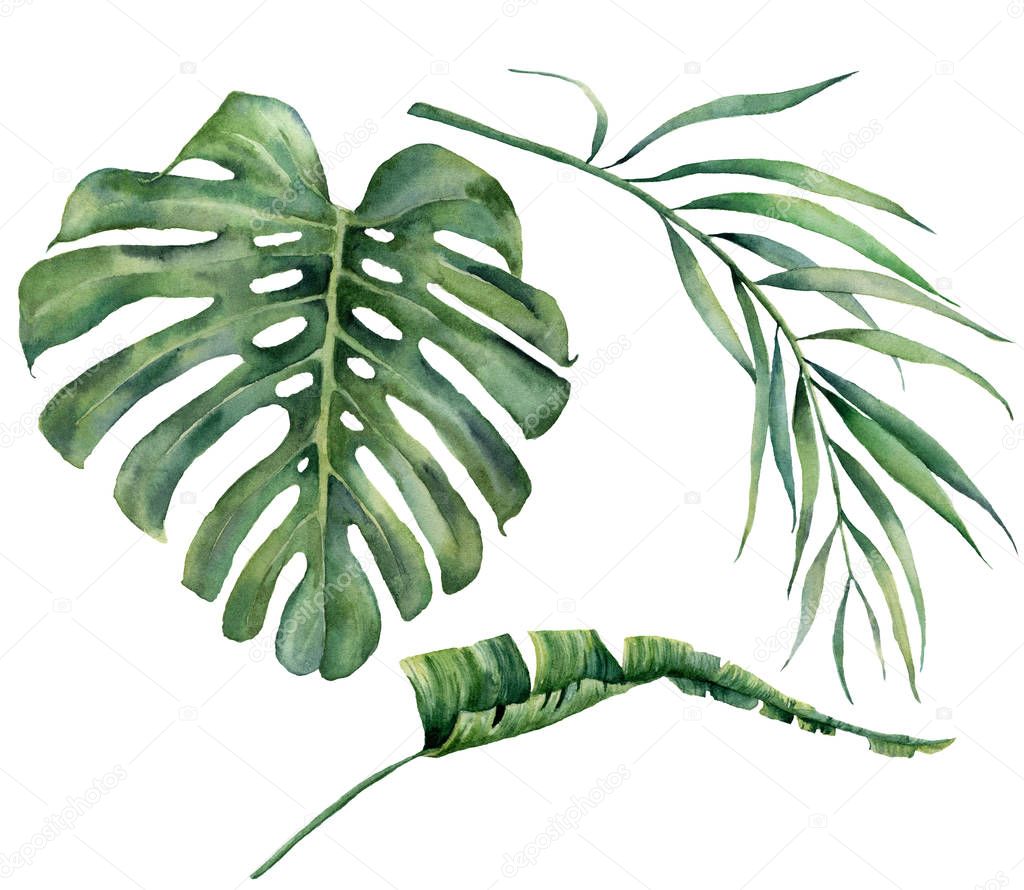 Watercolor set with tropical tree leaves. Hand painted monstera, banana and coconut greenery exotic branch on white background. Botanical illustration for design, fabric, print or background.