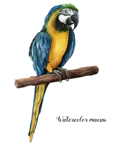 Papagaio bonito aquarela. Papagaio pintado à mão azul e amarelo isolado sobre fundo branco. Ilustração da natureza com pássaro. Para design, impressão ou fundo . — Fotografia de Stock