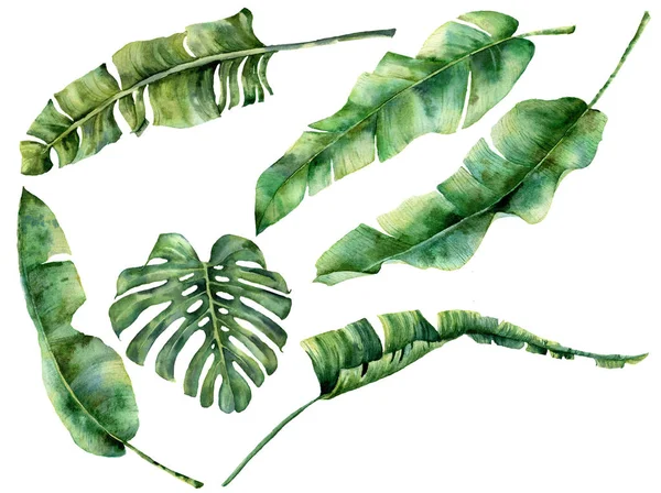 Aquarelle sertie de feuilles d'arbres tropicaux juteuses. Monstère peinte à la main, banane et palmier branche exotique verdure sur fond blanc. Illustration botanique pour design, tissu, imprimé ou fond . — Photo