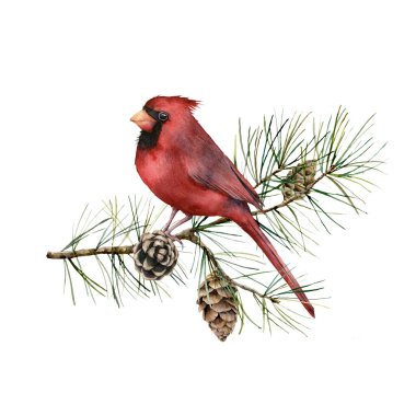Kardinalle suluboya Noel kompozisyonu. Beyaz arka planda kuş, köknar dalı ve koni içeren el yapımı kış kartı. Tasarım, baskı, kumaş veya arkaplan için botanik illüstrasyon.