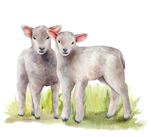Акварельна весняна листівка з лугом та ягнятами. Рука пофарбована в зелену траву і пара овець ізольовані на білому тлі. Тваринна ілюстрація для дизайну, друку, тканини або фону . — стокове фото