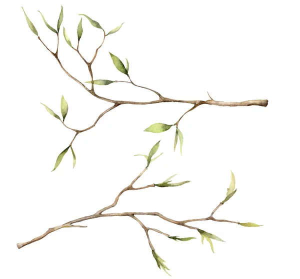 Zestaw sprężyn akwarelowych z gałęziami na Wielkanoc. Ręcznie malowane drzewo cienkie gałęzie i pąki izolowane na białym tle. Ilustracja kwiatowa do projektowania, druku, tkaniny lub tła. Zestaw botaniczny. — Zdjęcie stockowe