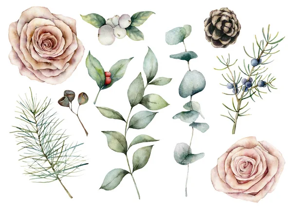 Acquerello floreale e set di conifere. Fiori dipinti a mano, rose rosa, pigna ed eucalipto isolati su fondo bianco. Creatività botanica illustrazione per il design, la stampa, il tessuto, lo sfondo . — Foto Stock