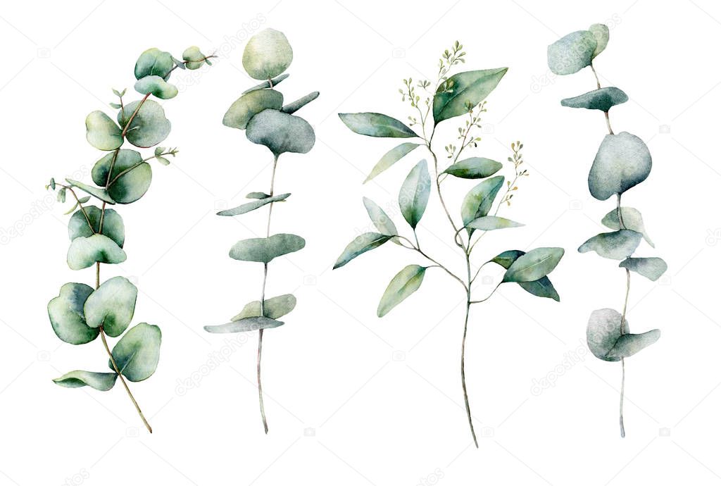 Watercolor eucalyptus branches set. Hand painted eucalyptus thick branch and leaves isolated on white background. Floral illustration for design, print, fabric or background. Botanical set.