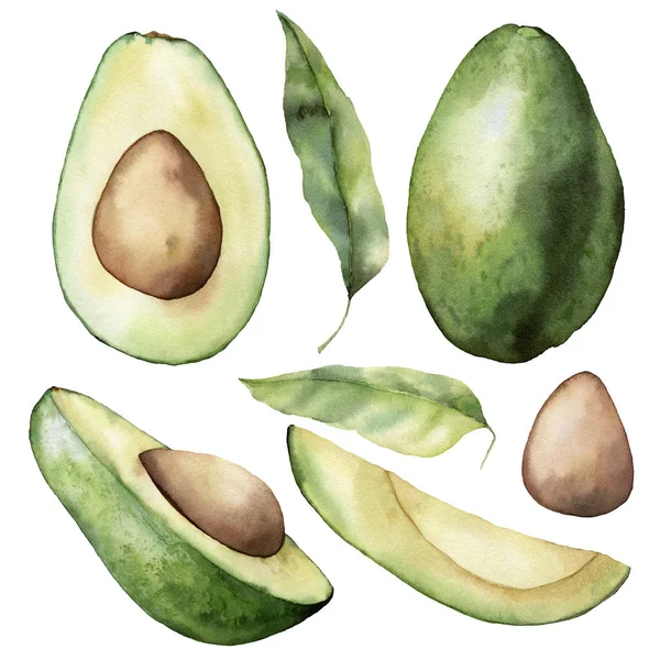 Akvarell sommarset med avokado, blad och skiva. Handmålade tropiska frukter och blad isolerade på vit bakgrund. Blommig elegant illustration för design, tryck, tyg eller bakgrund. — Stockfoto