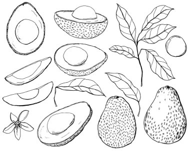 Avokado, yapraklar ve çiçekli tropikal bir set. El boyası sanat meyveleri, dilimler ve beyaz arka planda izole bırakırlar. Tasarım, baskı, kumaş veya arkaplan için çiçekli zarif illüstrasyon.