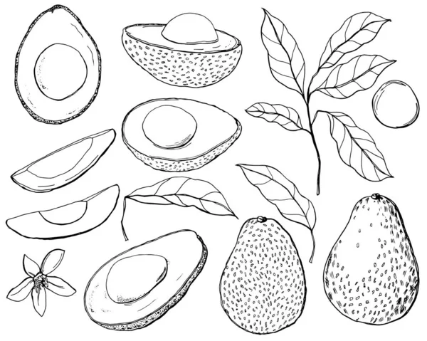 有鳄梨、叶子和花朵的热带病媒群。 手绘线条艺术水果,片片和叶子隔离在白色背景上. 图案,印刷品,面料或背景的花色精美的插图. — 图库矢量图片