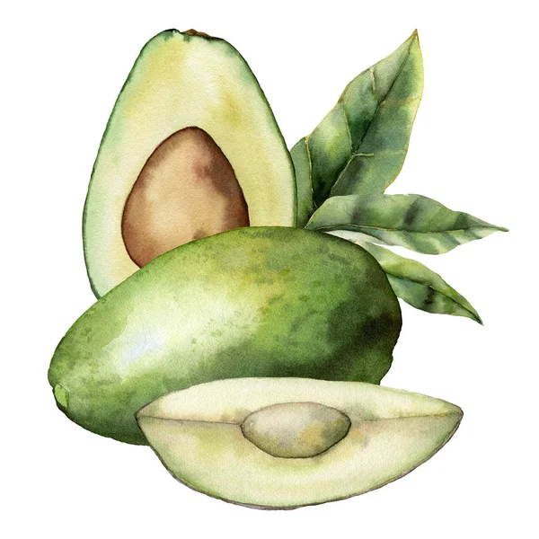 Carta estiva acquerello con avocado verde, foglie e fetta. Composizione di frutta tropicale dipinta a mano isolata su sfondo bianco. Illustrazione floreale elegante per design, stampa, tessuto o sfondo . — Foto Stock