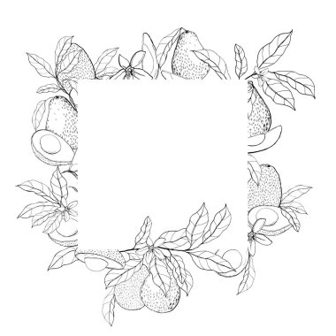 Siyah avokado ve yapraklarla suluboya yaz çerçevesi. Beyaz arka planda meyveli el boyası tropikal kart. Tasarım, baskı, kumaş veya arkaplan için çiçek çizimi.