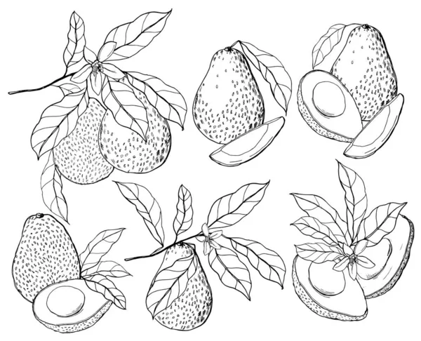 Aquarel tropische set met avocado, bladeren en bloemen. Met de hand geschilderde zwarte lijn kunstvruchten geïsoleerd op witte achtergrond. Floral elegante illustratie voor ontwerp, print, stof of achtergrond. — Stockfoto