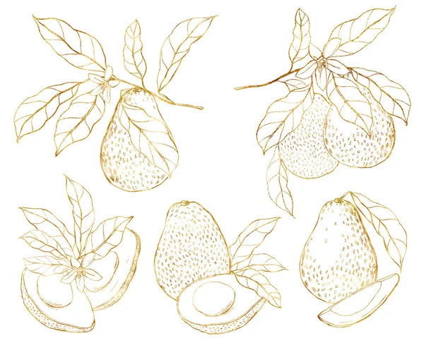 Akvarell tropiskt set med avokado, blommor och blad. Handmålade gyllene linje konst frukt isolerad på vit bakgrund. Blommig elegant illustration för design, tryck, tyg eller bakgrund. — Stockfoto