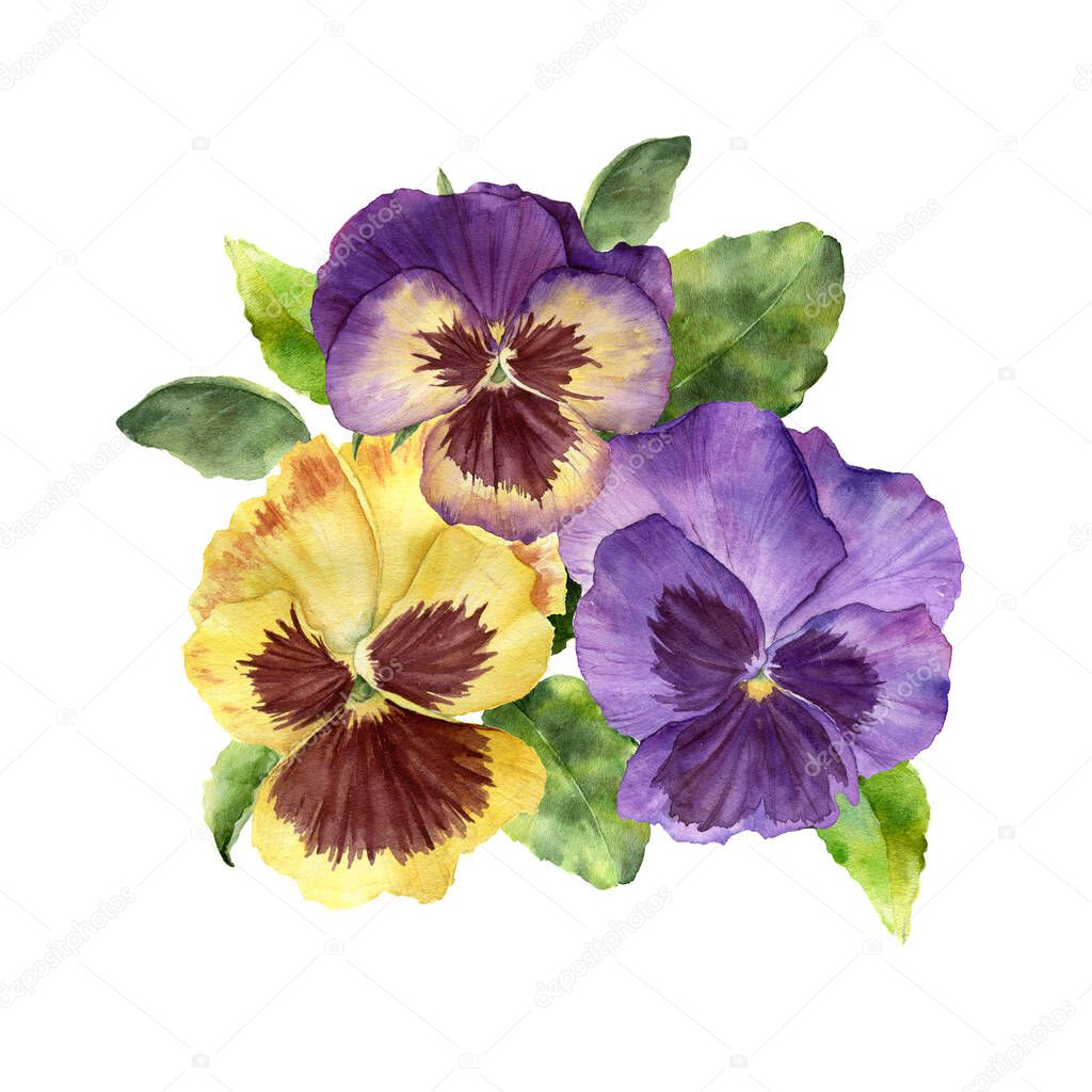 Watercolor spring card with pansy flowers. Hand painted flowers and leaves isolated on white background. Holiday illustration for design, print, fabric or background.