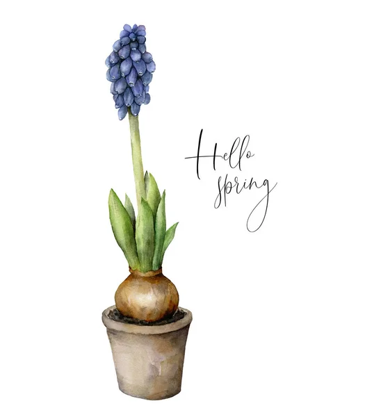 Watercolor Hello spring card with blue hyacinth. Hand painted flower pot with blue grape muscari with leaves isolated on white background. Floral illustration for design, print. — 스톡 사진